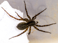 Pardosa pullata